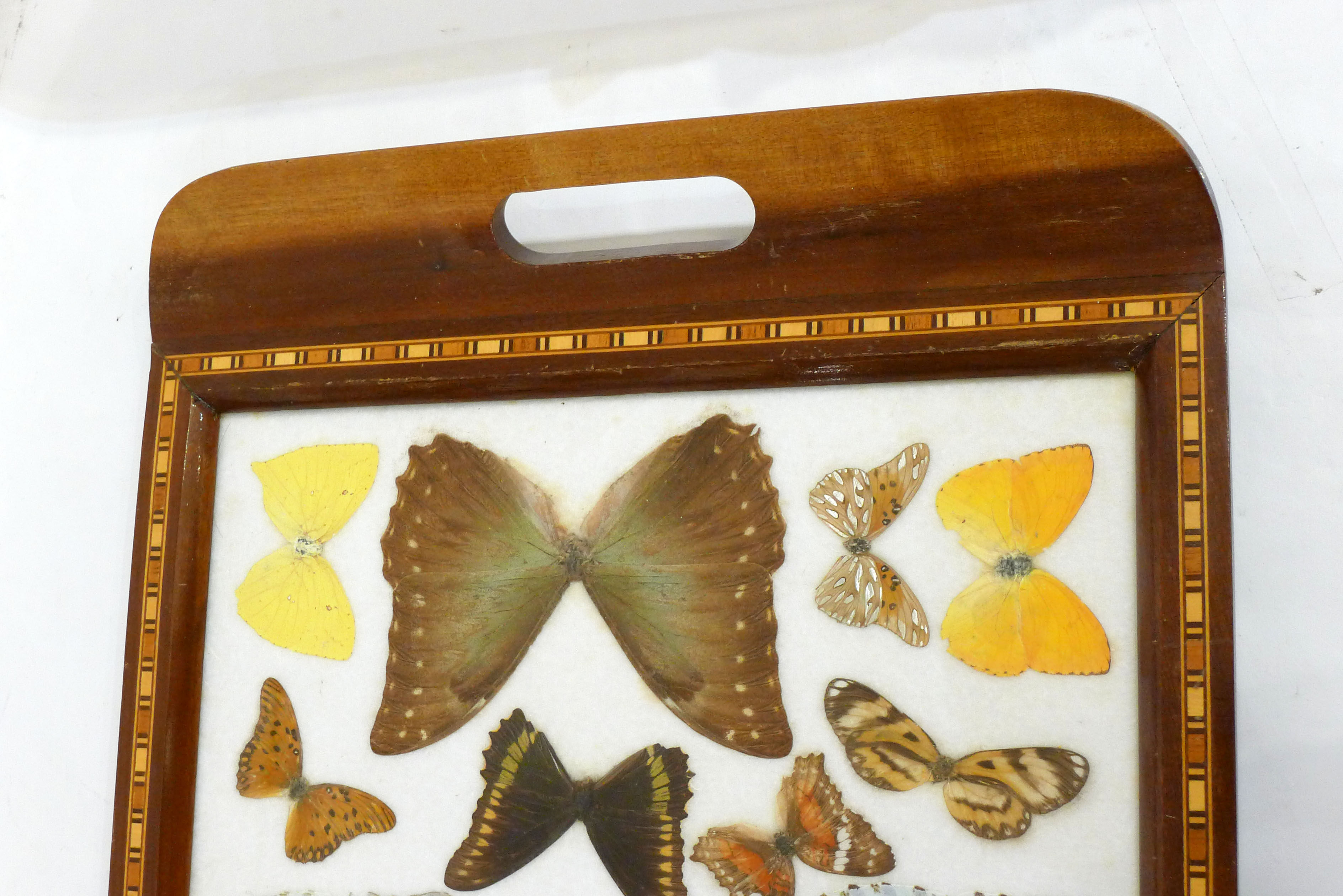 Butterfly tray