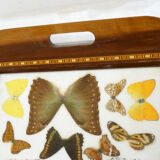 Butterfly tray
