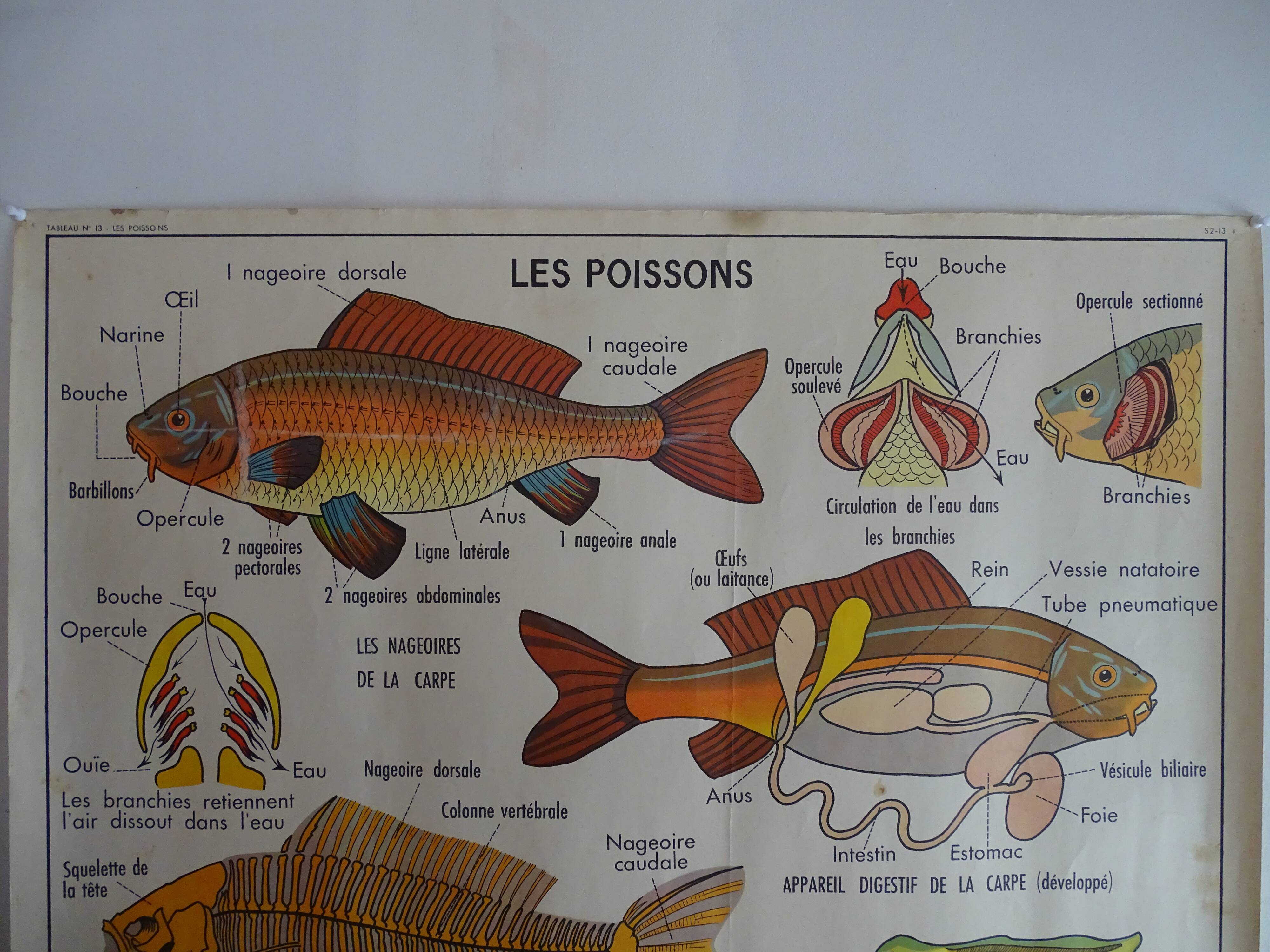 School poster on both sides anatomy fish and bee. Edition MDI.1964