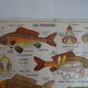 School poster on both sides anatomy fish and bee. Edition MDI.1964