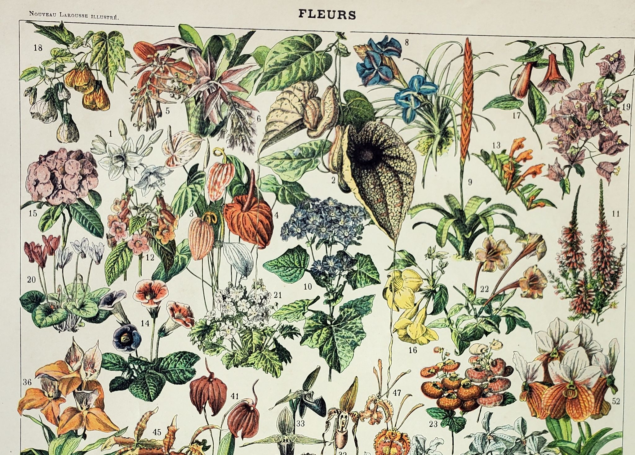 Engraving • Flowers and greenhouse plants • Original and vintage poster from 1898