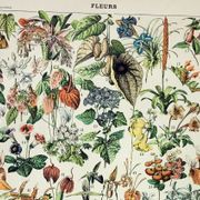 Engraving • Flowers and greenhouse plants • Original and vintage poster from 1898