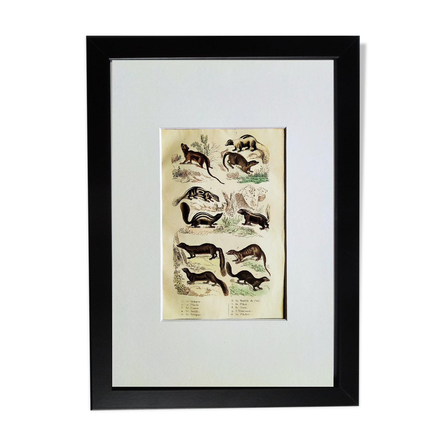 Original zoological plate " Kinkajou - Chinche - Coasse - &c... " Buffon (1836)