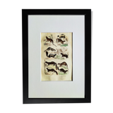 Original zoological plate " Kinkajou - Chinche - Coasse - &c... " Buffon (1836)