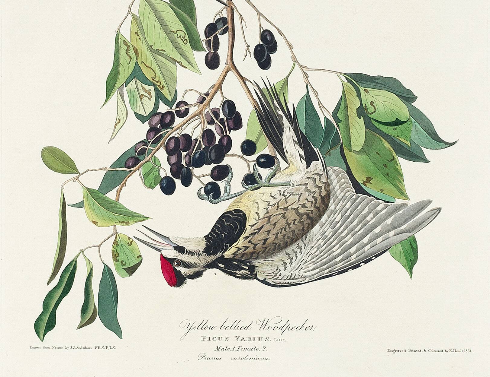 Poster about the Yellow-bellied Woodpecker, based on an old engraving from 1827.