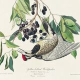 Poster about the Yellow-bellied Woodpecker, based on an old engraving from 1827.