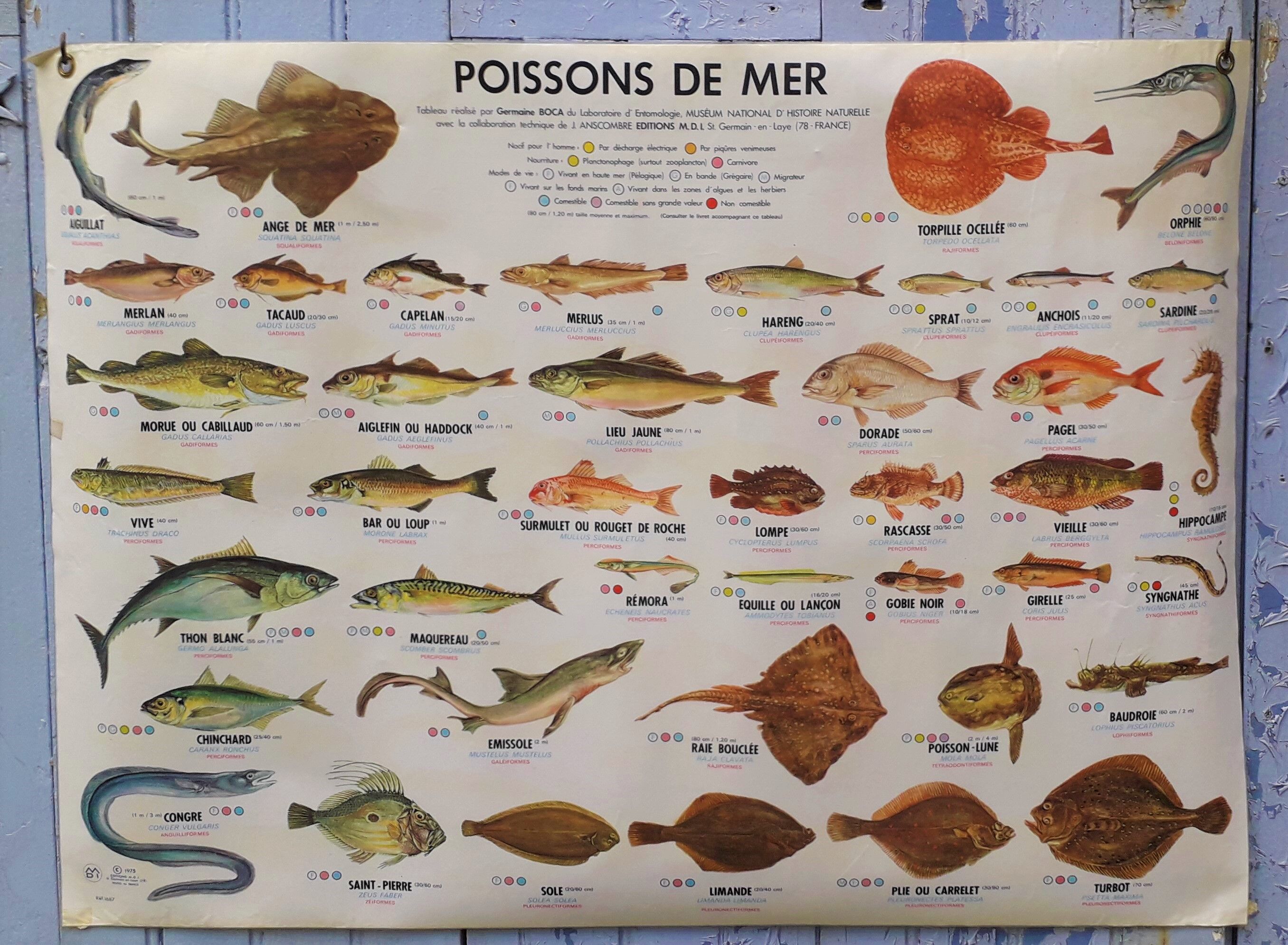 School poster MDI sea fish/freshwater fish 1975