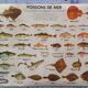 School poster MDI sea fish/freshwater fish 1975