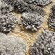 Carpet berbere m'rirt in wool 200x300 cm
