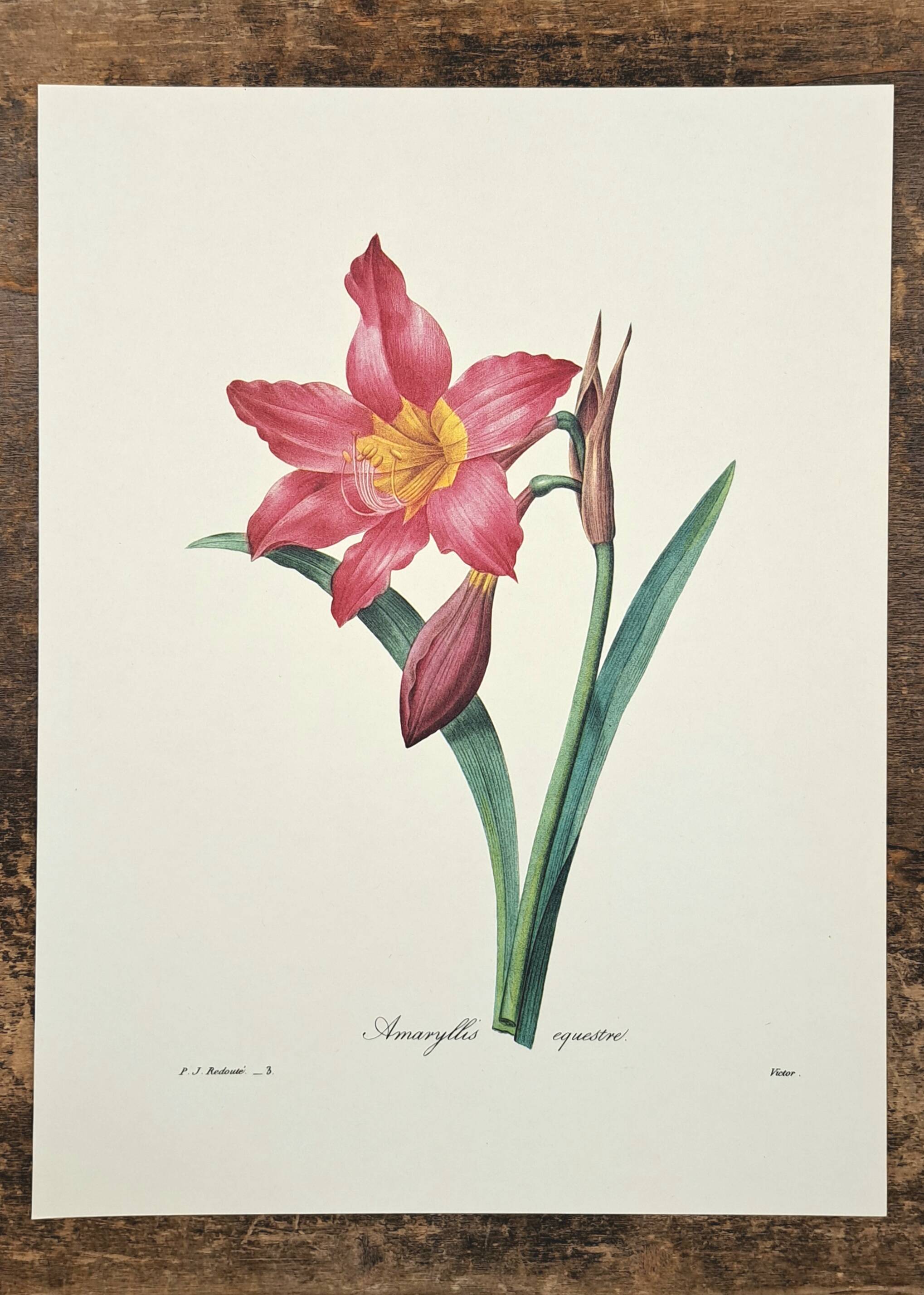 Equestrian Amarullis