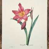 Equestrian Amarullis