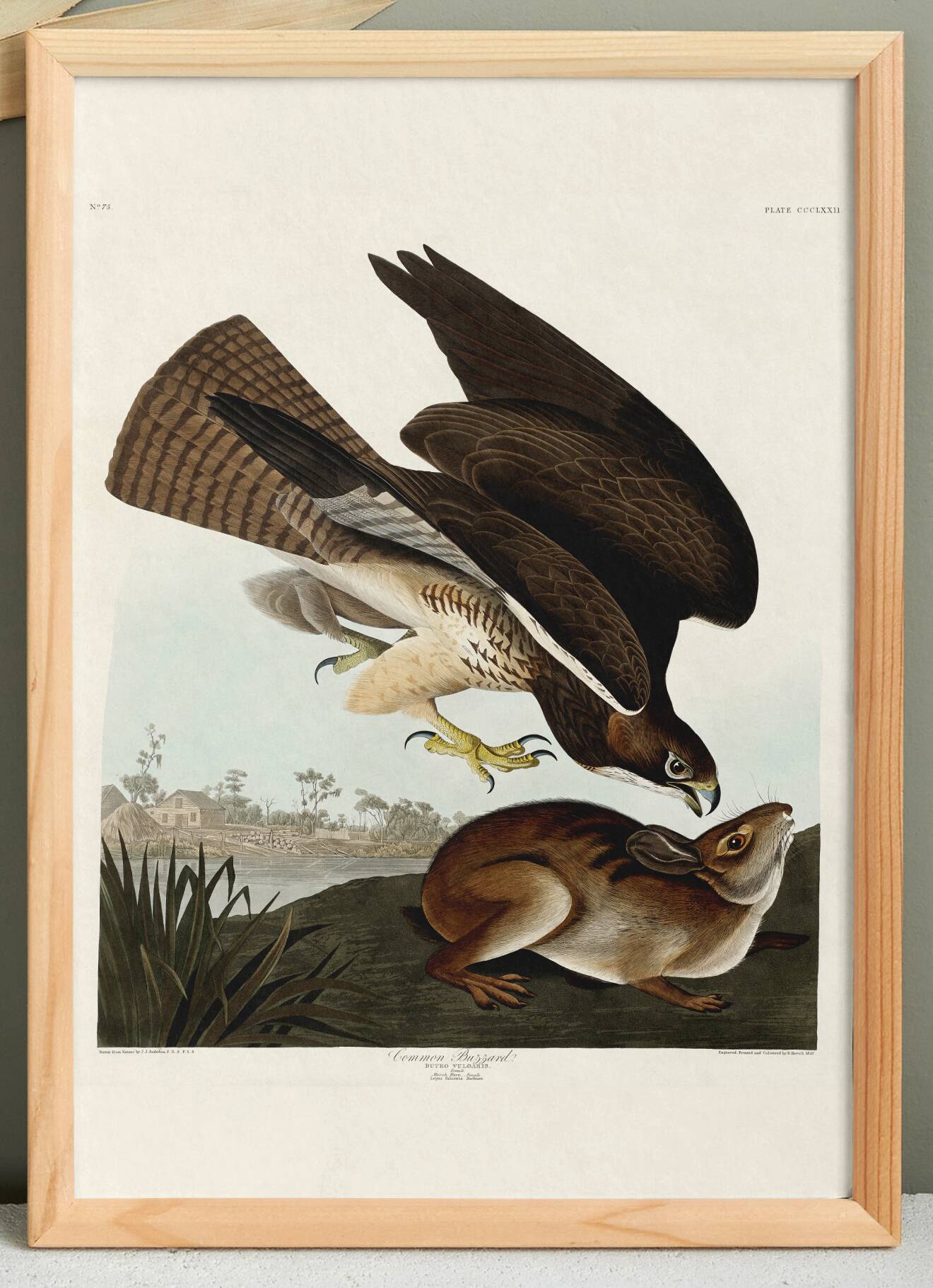 Poster about the Common Buzzard, based on an old engraving from 1827.