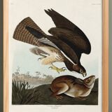 Poster about the Common Buzzard, based on an old engraving from 1827.