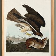 Affiche sur la Buse variable, d’après une gravure ancienne de 1827.