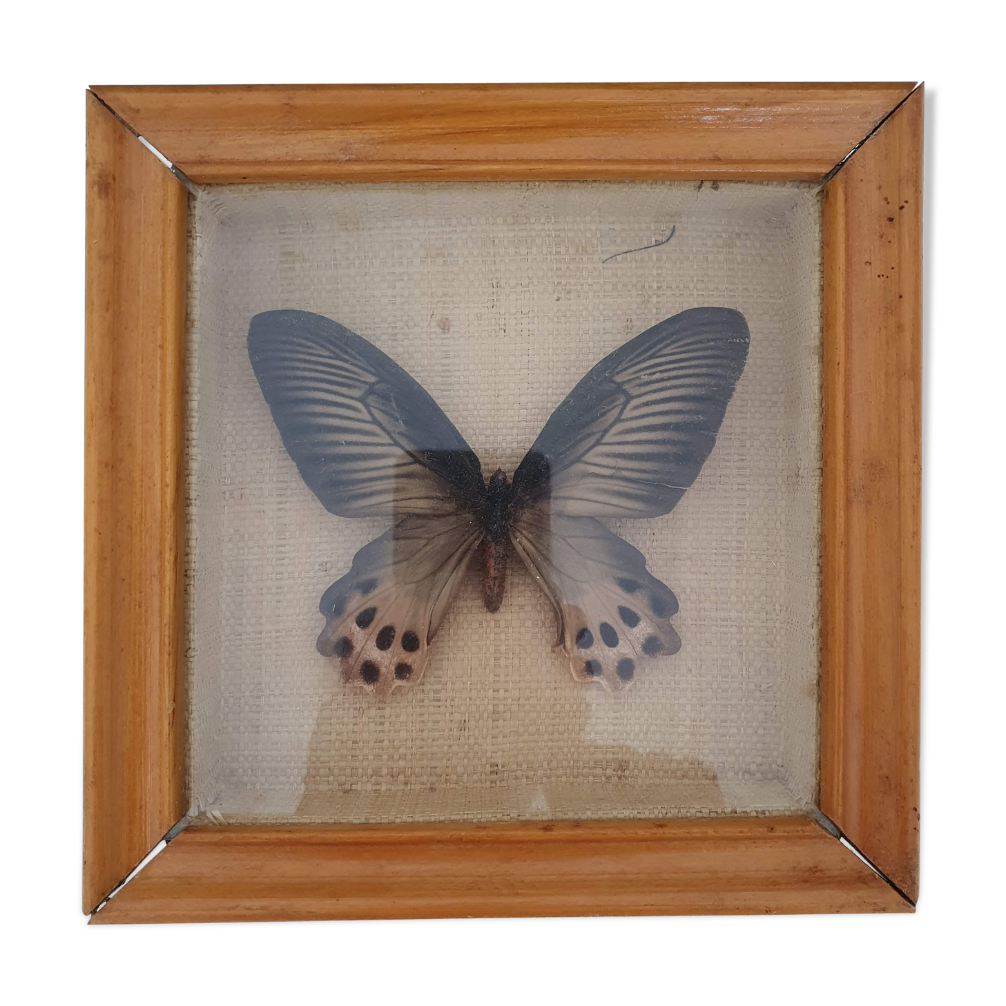 Naturalized Butterfly