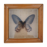 Naturalized Butterfly