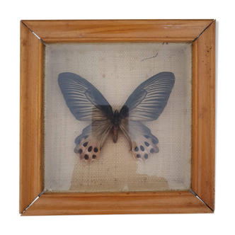 Naturalized Butterfly