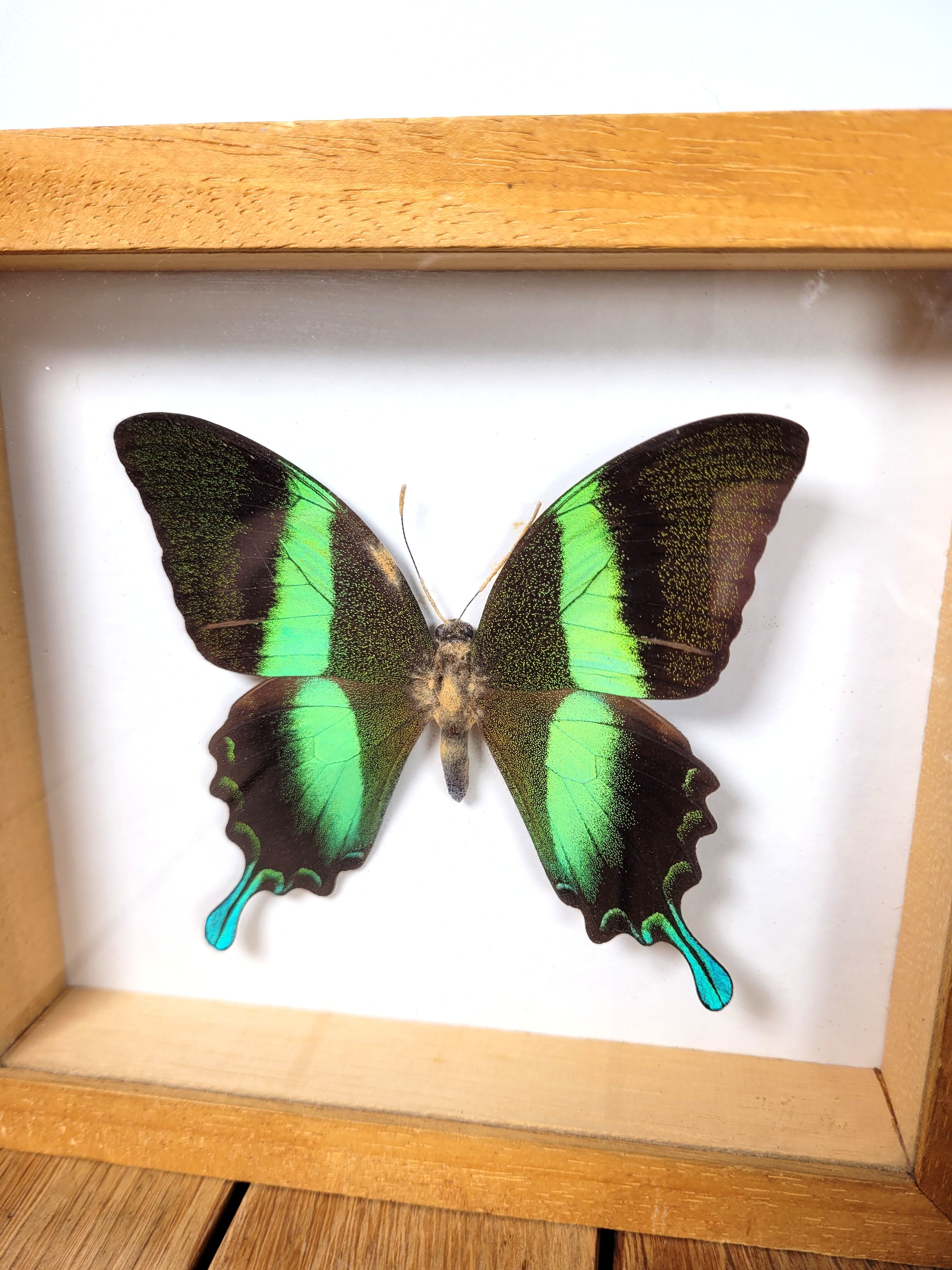 Butterfly frame Papilio blumei