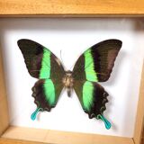 Butterfly frame Papilio blumei