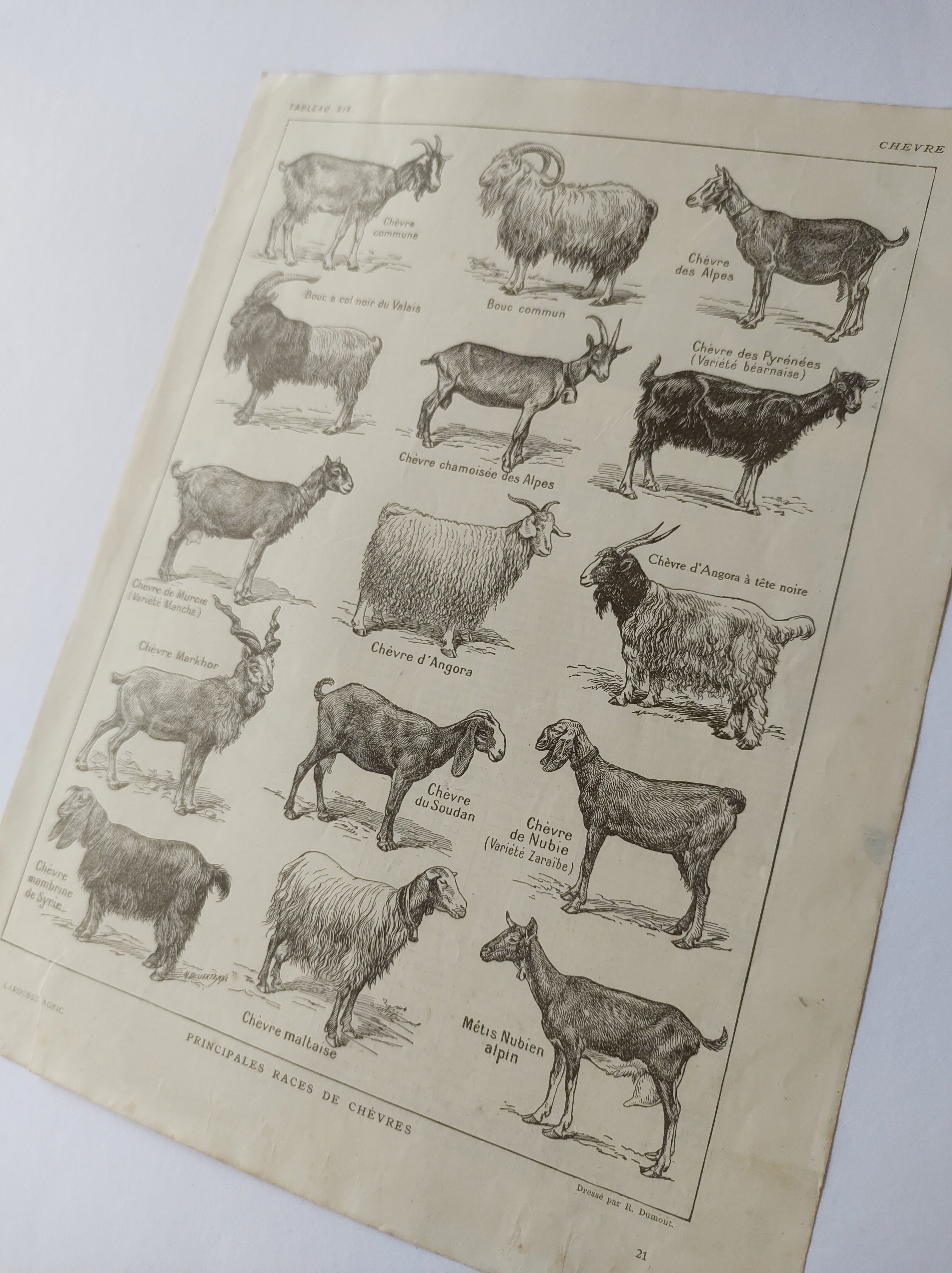 Antique print • Goats • Original poster from 1922