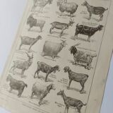 Antique print • Goats • Original poster from 1922