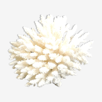 Corail blanc de mer vintage