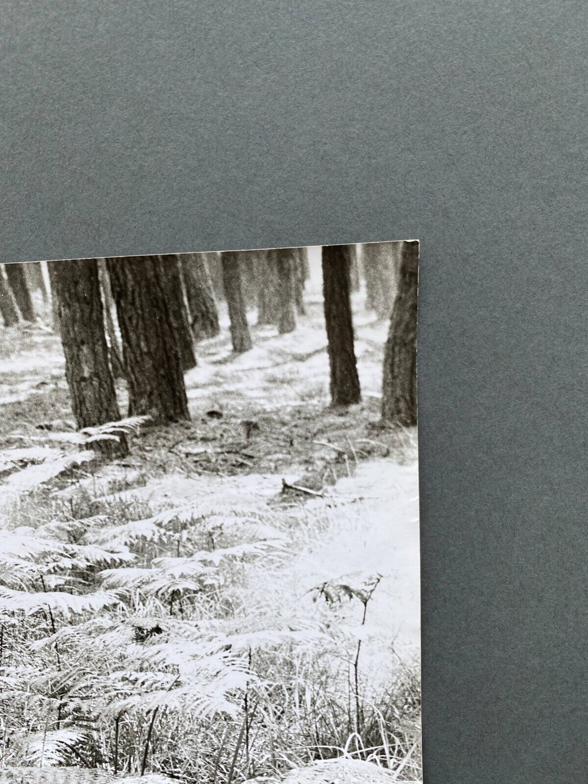 Film photography Bernard Darot Parterre of ferns 20th century