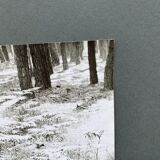 Film photography Bernard Darot Parterre of ferns 20th century