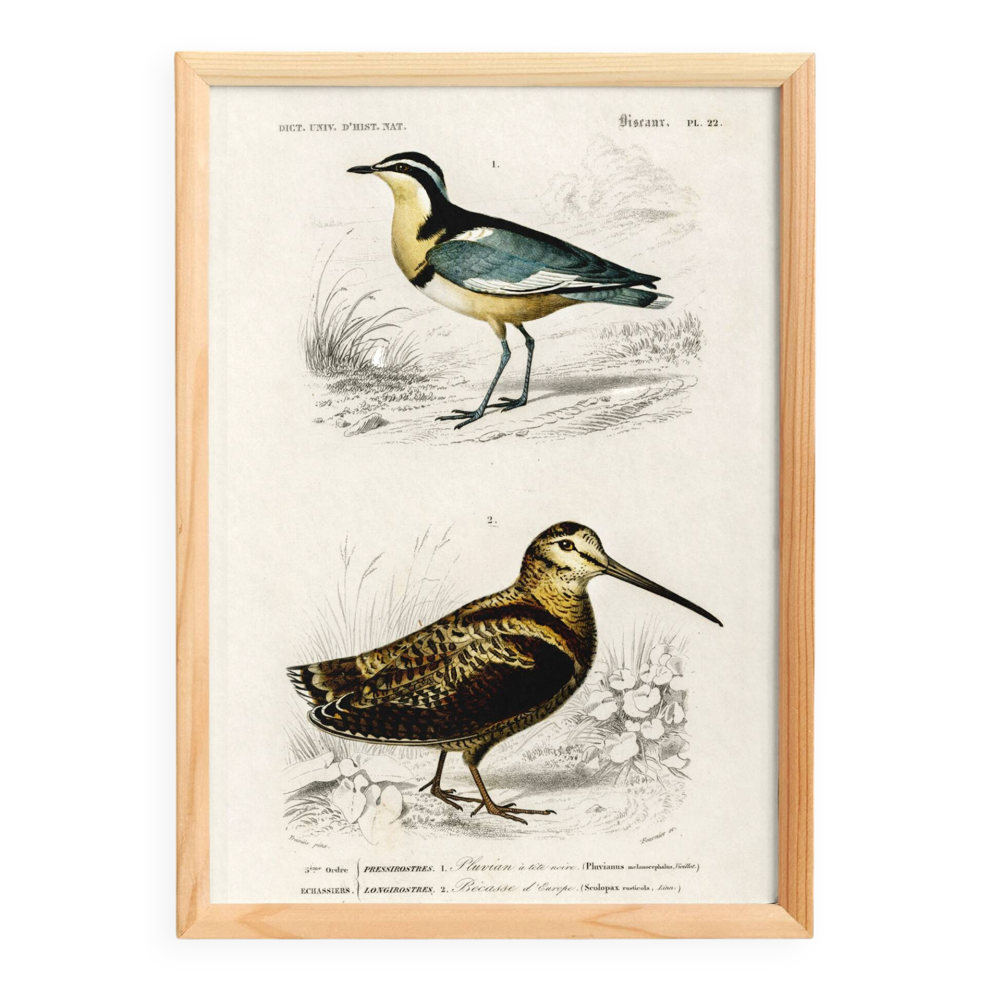 Poster about “the black-headed plover and the European woodcock”