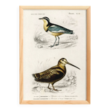 Poster about “the black-headed plover and the European woodcock”