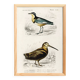 Poster about “the black-headed plover and the European woodcock”