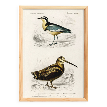 Poster about “the black-headed plover and the European woodcock”