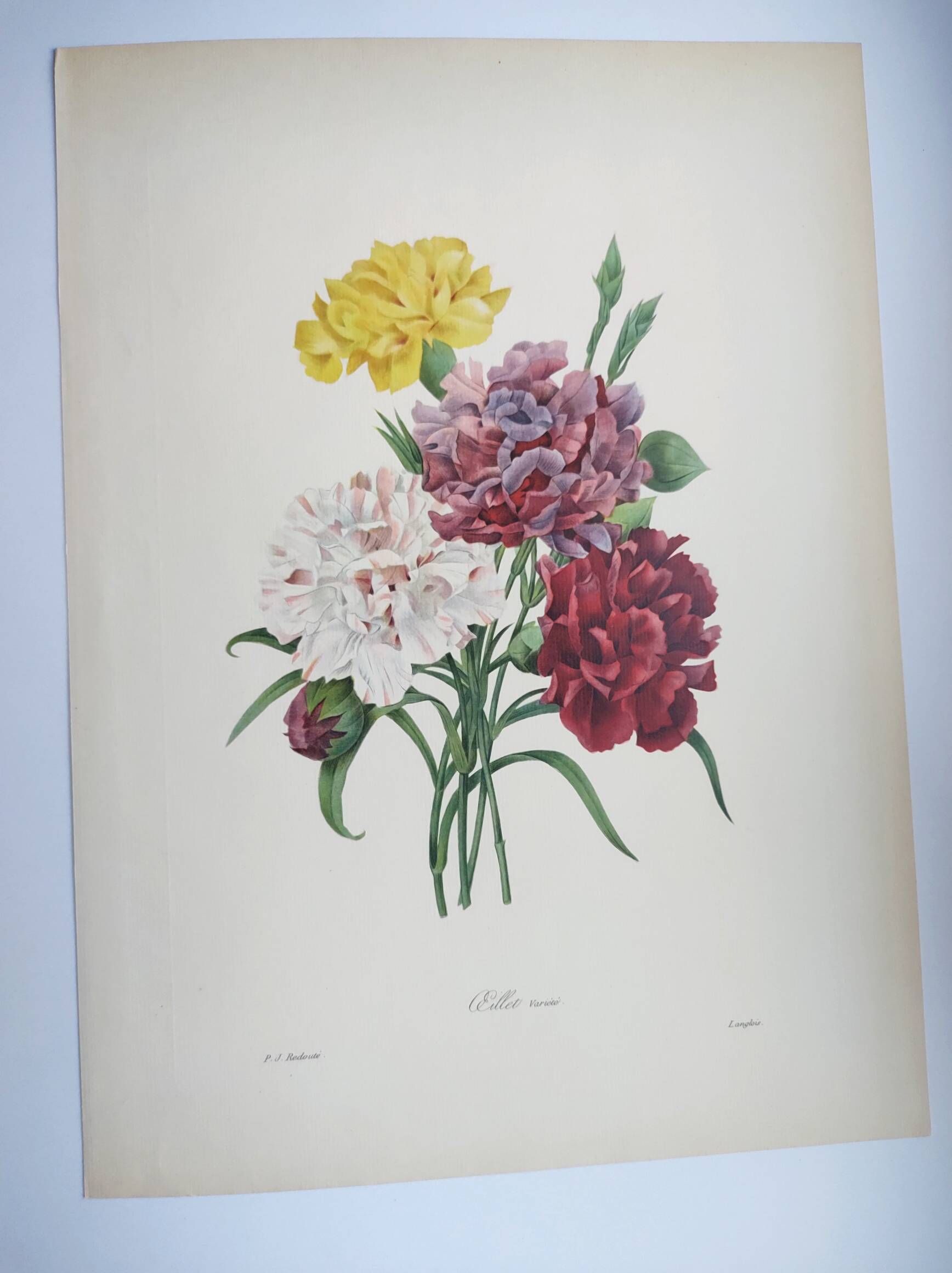 Antique botanical engravings -1955- Carnation- by PJ. Redouté. Vintage nature