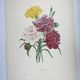 Antique botanical engravings -1955- Carnation- by PJ. Redouté. Vintage nature
