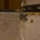 Old transatlantic travel trunk - from a French diplomat.