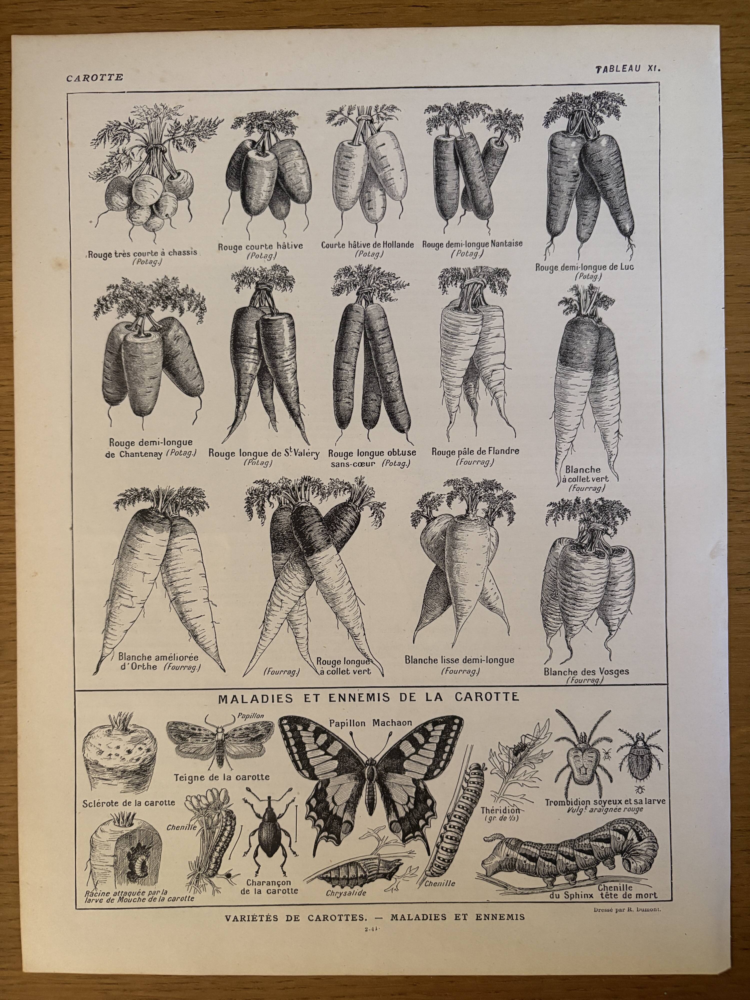 Antique engraving of carrots - 1920