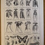 Antique engraving of carrots - 1920