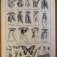 Ancienne gravure sur les carottes - 1920