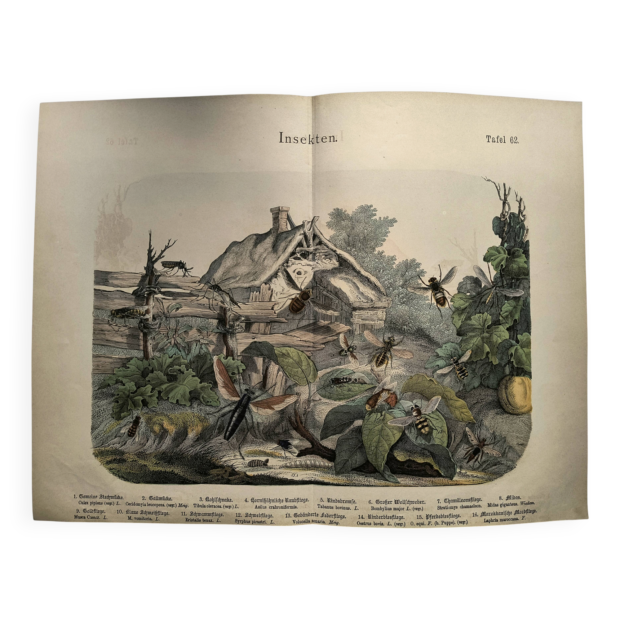 Gravure de 1886 - Insectes à la ferme - Lithographie ancienne vintage