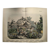 Gravure de 1886 - Insectes à la ferme - Lithographie ancienne vintage