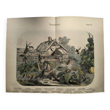Gravure de 1886 - Insectes à la ferme - Lithographie ancienne vintage
