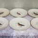 6 assiettes plates Gien Marly "oiseaux des forêts"