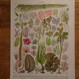 Lithographie originale sur les algues