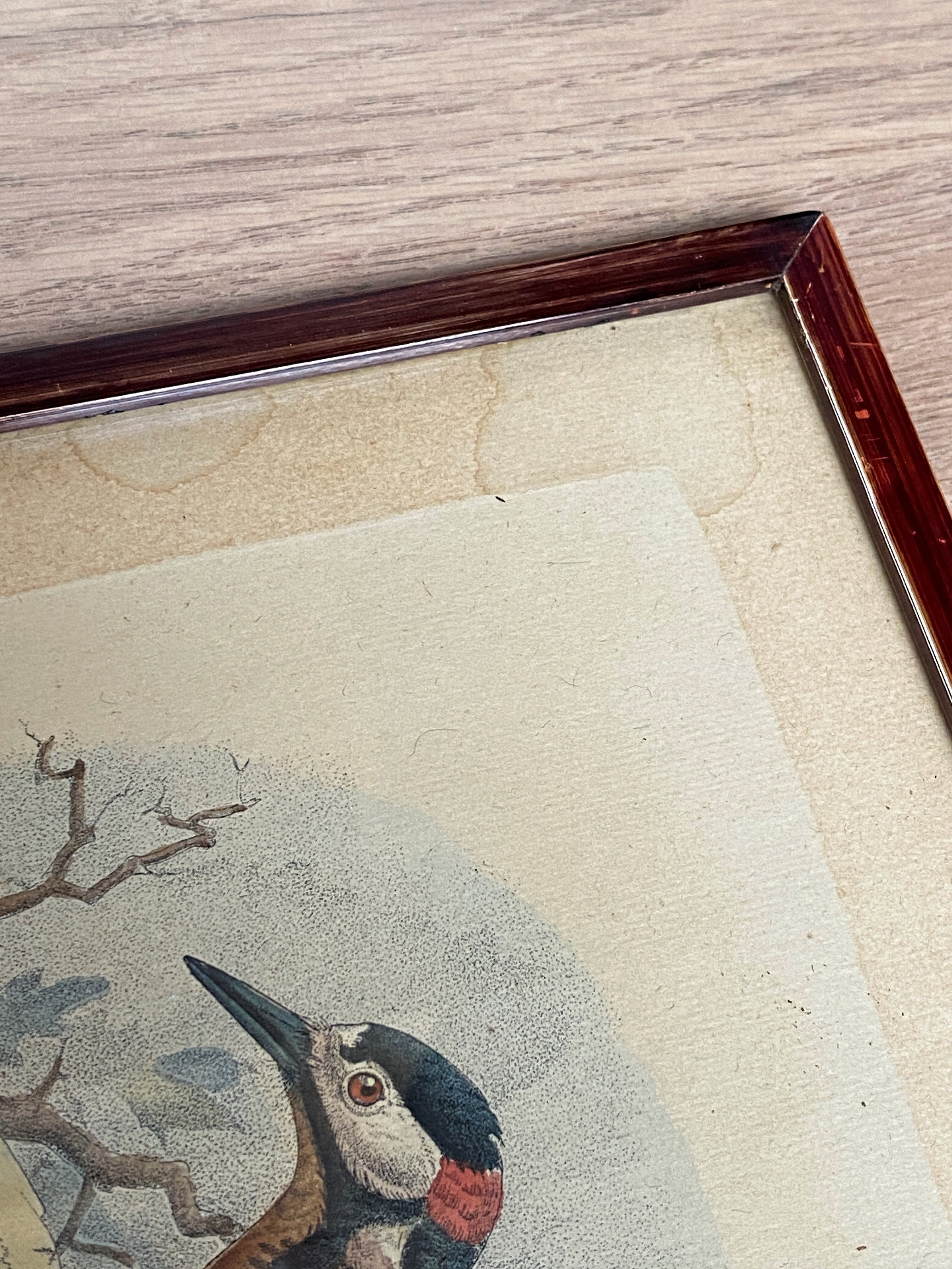 Ornithological print J.G. Keulemans "Picus Poelzami"