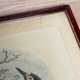 Ornithological print J.G. Keulemans "Picus Poelzami"