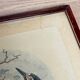Ornithological print J.G. Keulemans "Picus Poelzami"