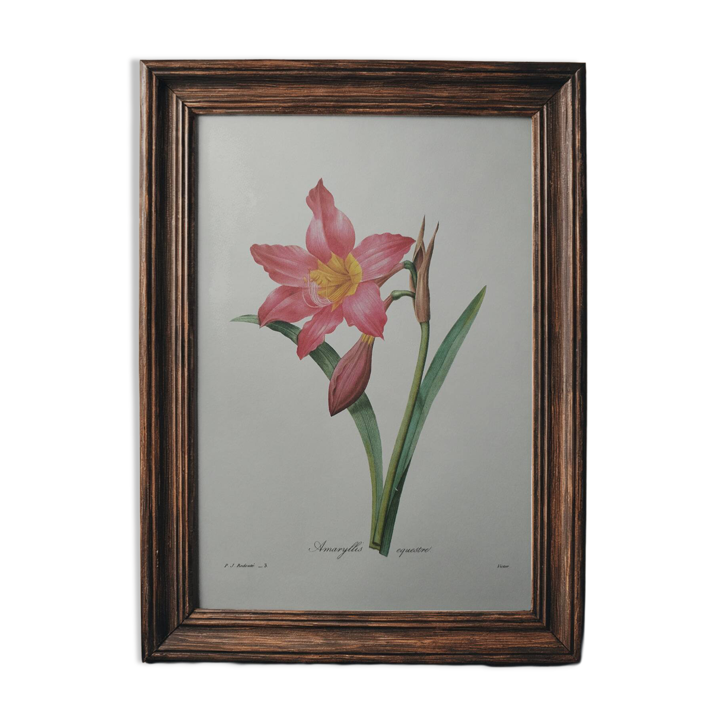 Original illustrated plate Equestrian Amaryllis