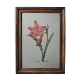 Original illustrated plate Equestrian Amaryllis