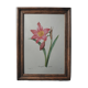 Planche illustrée originale Amaryllis équestre