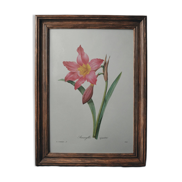 Planche illustrée originale Amaryllis équestre